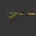 Flying Insect Praying Mantis with Spread Wings and Green Brown Body on Dark Background