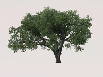 Lush Green Arbor With Thick Trunk And Dense Foliage On Neutral Background 3d model