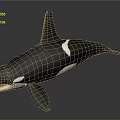 Orca Whale With Black And White Coloration Open Mouth And Dorsal Fin On Smooth Surface
