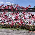 Vines With Red Flowers Covering White Wall And Golden Fence Under Blue Sky
