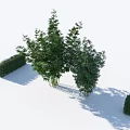 Lush Bamboo Plants With Well Trimmed Hedge And Small Shrubs In Garden