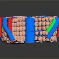 3D Rendered Hair Follicle Organ Structure With Colored Vessels And Cellular Components