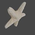Natural Cream Colored Starfish With Textured Surface On Dark Background 3d model