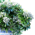 Exquisite Bonsai Plant in Blue and White Patterned Pot with Green Leaves and White Flowers