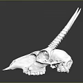White Animal Skull With Long Curved Horns And Natural Hair Texture On Dark Reflective Background