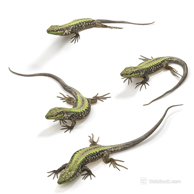 Multiple Green Lizards With Colorful Scales On White Background Display Reptile Features 3d model 