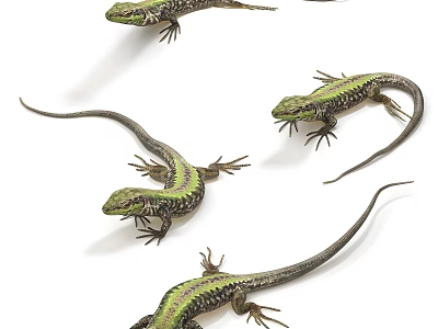 Multiple Green Lizards With Colorful Scales On White Background Display Reptile Features 3d model