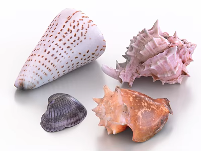 Seashell Decorative Ornament Set with Conical Spiral Fan Shaped Colorful Shells for Home Decor 3d model