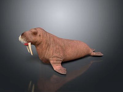 Realistic Walrus Figure Lying With Long White Tusks And Brown Skin 3d model