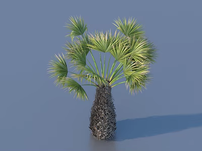 Palm Shrub With Green Fronds And Rough Trunk On Blue Background 3d model