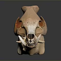 Detailed Animal Skull With Tusk And Teeth On Dark Reflective Surface