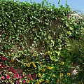 Living Plant Wall with Lush Vines Colorful Flowers Palms Logs and Pebbles Under Blue Sky
