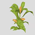 Healthy Green Corn Plant With Lush Leaves And Yellow Corn Cobs
