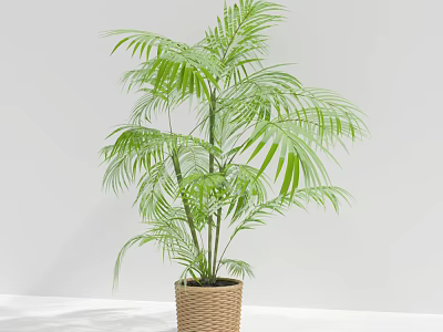 Tropical Areca Palm Potted Plant In Woven Basket For Indoor Decor 3d model