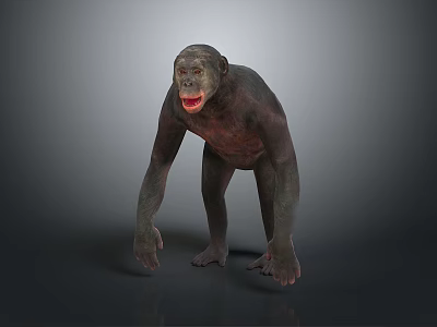 Realistic 3D Model of Chimpanzee Standing on Gray Background with Natural Posture 3d model
