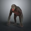 Realistic 3D Model of Chimpanzee Standing on Gray Background with Natural Posture