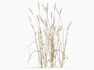 Tall Slender Ornamental Grass With White Feathery Plumes For Natural Garden Decoration 3d model