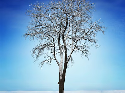Bare Deciduous Tree with Snow Covered Branches Against Clear Blue Sky 3d model