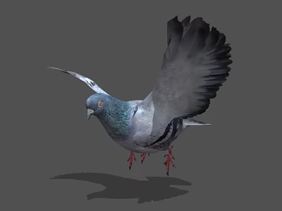 Flying Animal Pigeon With Spreading Wings Gray Feathers And Red Feet On Gray Background 3d model