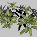 Gold Vein Justicia Perennial Evergreen Foliage Plant With Green Leaves And Gold Veins