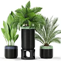 Various Green Leafy Potted Plants In Black Ceramic Pots For Indoor Decoration