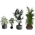 Various Green Potted Plants With Different Planters On White Background 3d model