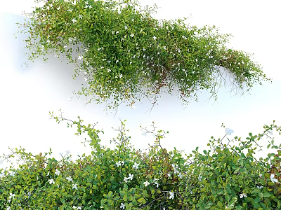Vibrant Green Vines Adorned With White Flowers On White Wall 3d model