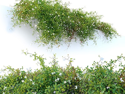 Green Plant Vine Wall Creeper Plant Pile Climbing Plant 3d model