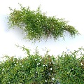 Green Plant Vine Wall Creeper Plant Pile Climbing Plant 3d model