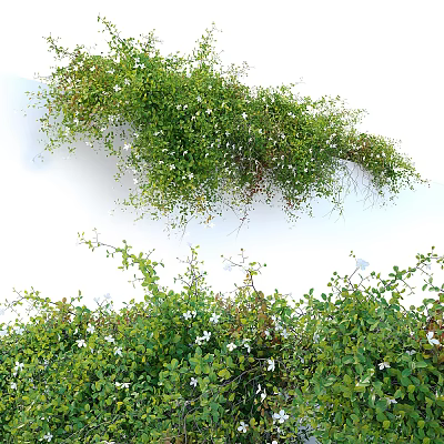 Vibrant Green Vines Adorned With White Flowers On White Wall 3d model