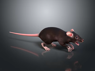 Black Rat With Pink Tail Open Mouth On Gray Reflective Surface 3d model