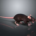 Black Rat With Pink Tail Open Mouth On Gray Reflective Surface 3d model