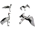 Flying Animal Crane in Various Poses Standing Spreading Wings and Taking Off on Gray Background