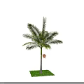 Tropical Palm Tree With Green Fronds Slender Trunk And Red Fruits On Grass