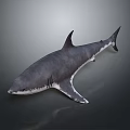 Realistic Gray Shark 3D Model With Detailed Texture And Dorsal Fin On Dark Background