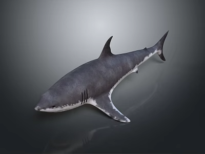 Realistic Gray Shark 3D Model With Detailed Texture And Dorsal Fin On Dark Background 3d model