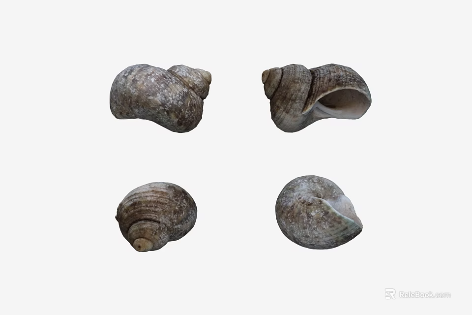 Aquatic Animal Four Textured Conch Shells In Natural Shape And Various Positions 3d model 