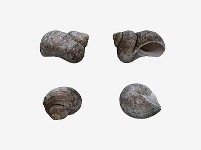 Aquatic Animal Four Textured Conch Shells In Natural Shape And Various Positions 3d model