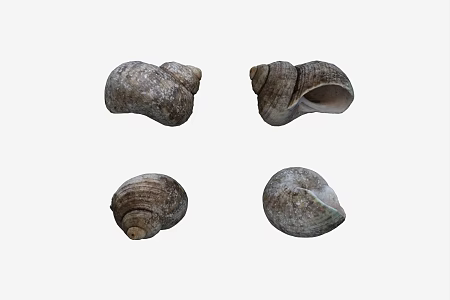 Snail 3d model