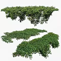 Lush Green Foliage Clusters With Dense Leaves For Garden Landscaping