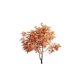 Three Vibrant Trees With Orange Pink And Red Autumn Foliage