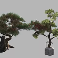 Artistic Pine Bonsai Trees with Lush Foliage Thick Trunk and Metal Frame Square Planter
