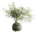 Indoor Decorative Bonsai Plant With Green Leaves And Round Ceramic Pot Tray