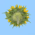 Bright Sunflower With Yellow Petals And Green Center On Blue Background
