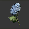Blue Hydrangea Flower With Green Leaves On Gray Background And Reflection 3d model