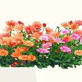 Vibrant Colorful Garden Flowers With Orange Pink Blooms And Green Leaves