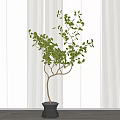 Bonsai Potted Plant With Lush Green Leaves And Modern Striped Wall Background