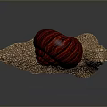 Reptile Snail With Red Striped Shell And Brown Cracked Textured Body On Dark Background