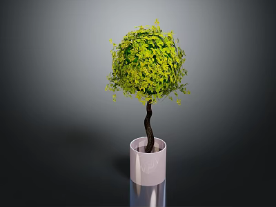Spherical Green Leafy Plant in White Cylindrical Pot on Dark Background 3d model