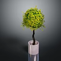 Spherical Green Leafy Plant in White Cylindrical Pot on Dark Background